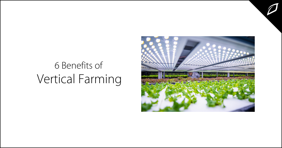 6 Benefits of Vertical Farming