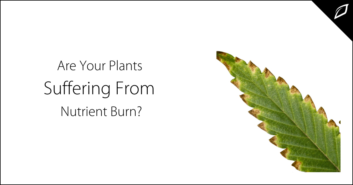 Are Your Plants Suffering From Nutrient Burn | Growlink