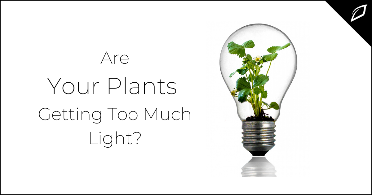Are Your Plants Getting too Much Light | Growing Tips | Growlink