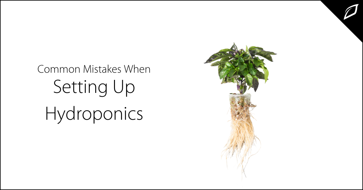 Common Mistakes When Setting Up Hydroponics