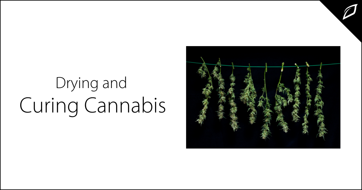 How To Dry And Cure Cannabis | Cannabis Production | Growlink