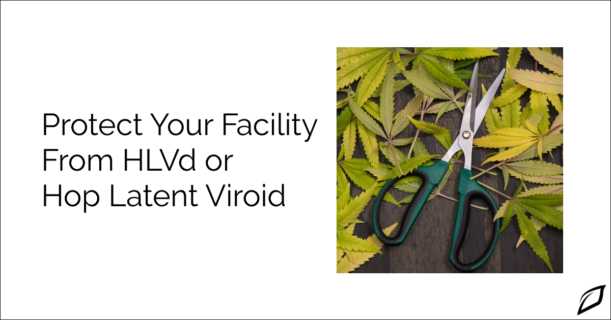 Protect Your Crops From HLVd | Hop Latent Viroid Prevention | Growlink