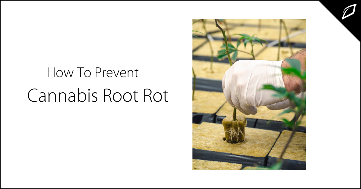 How to Prevent Cannabis Root Rot