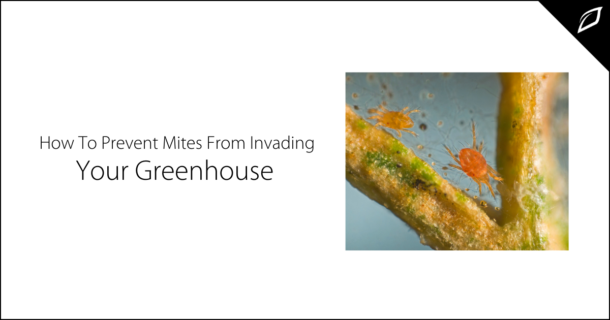 How to Prevent Mites From Invading Your Greenhouse