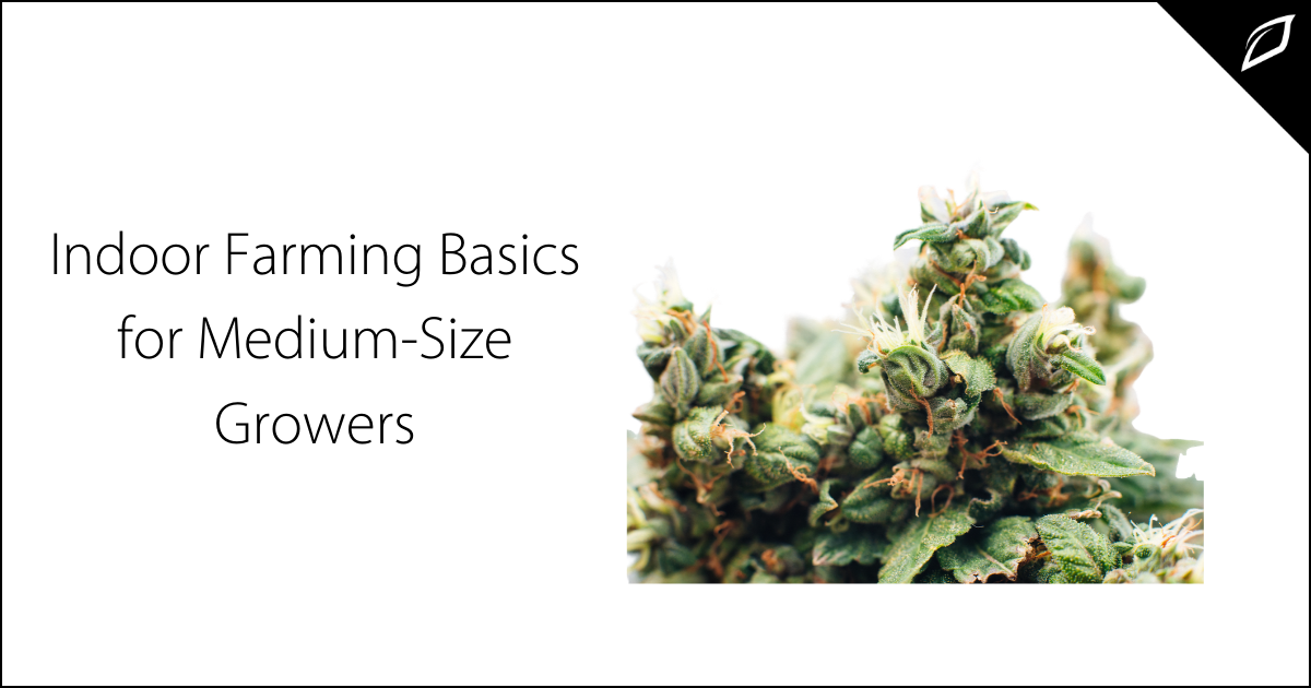 Indoor Farming Basics for Medium-Size Growers