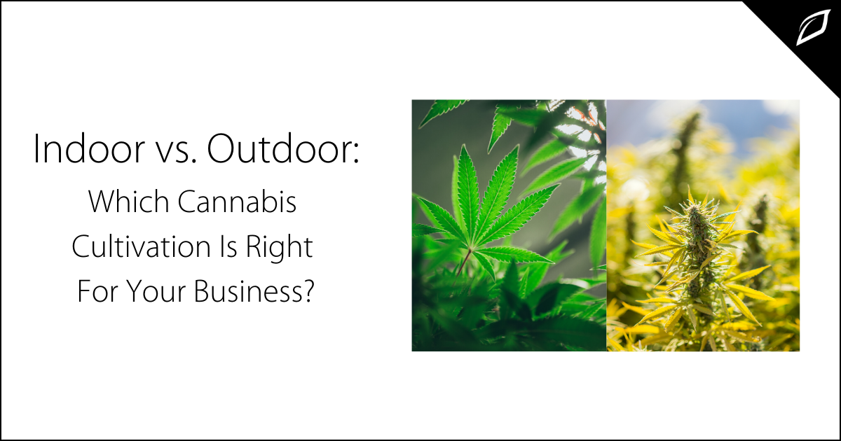 Indoor vs. Outdoor: Which Cannabis Cultivation Is Right For You?