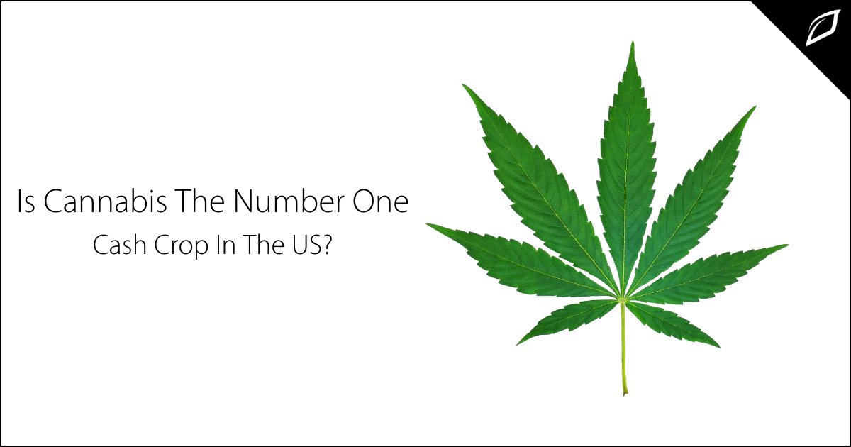 Is Cannabis The Number One Cash Crop in the US? | Growlink