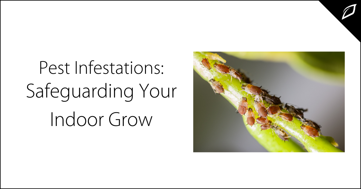 Pest Infestations: Safeguarding Your Indoor Grow