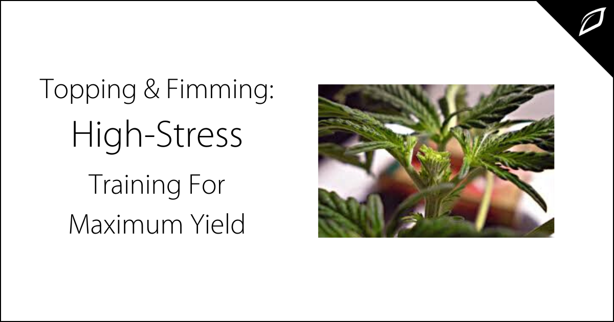 Topping Vs. Fimming: High-Stress Training For Maximum Yield | Growlink