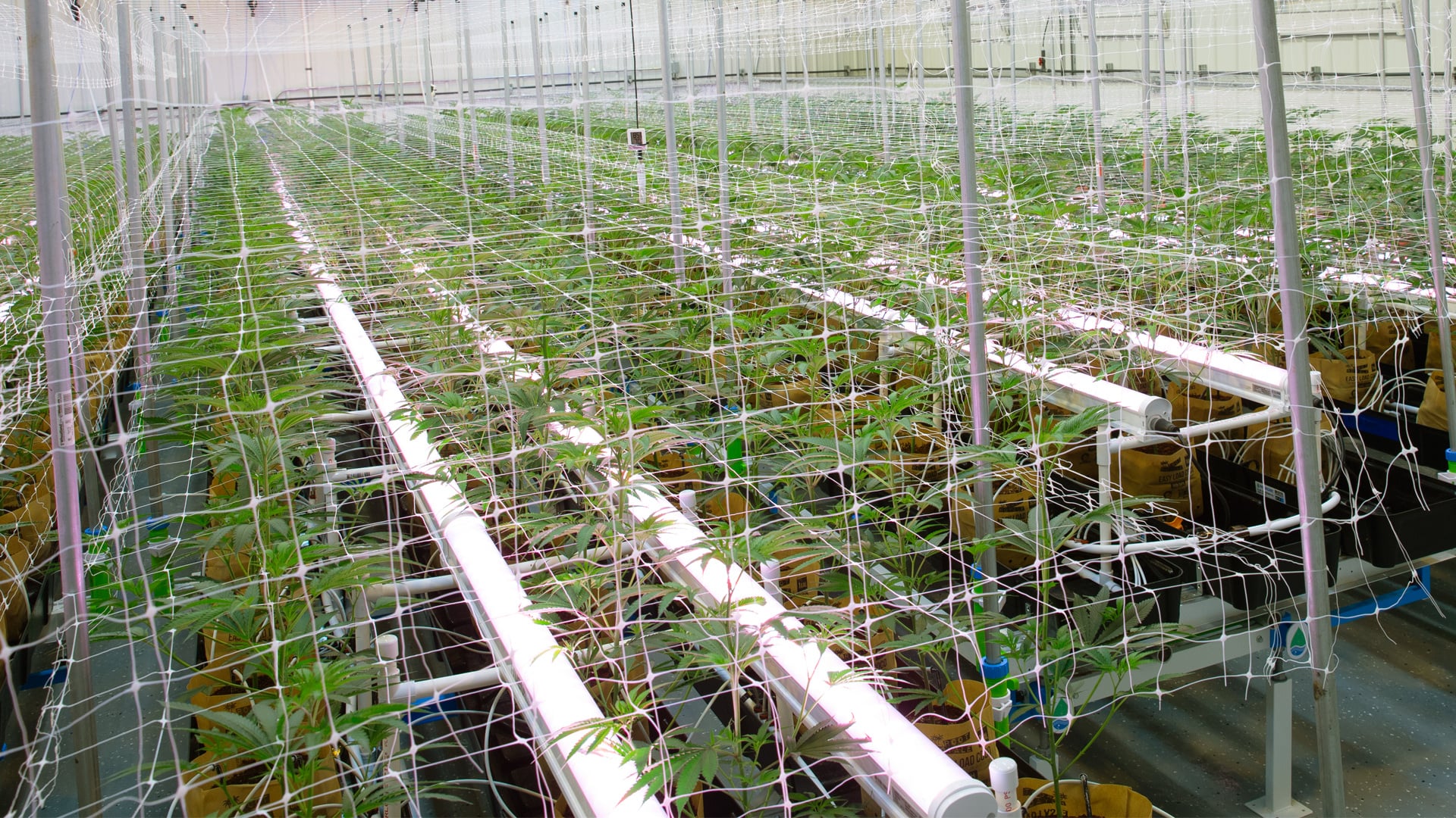 Under-Canopy Lighting in Cannabis Cultivation: What You Need to Know