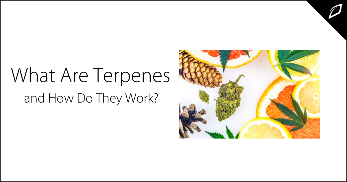 What Are Terpenes And How Do They Work?