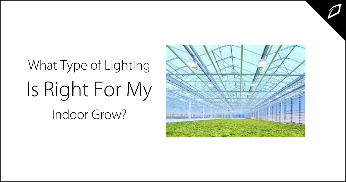 What Type of Lighting Is Right For My Indoor Grow?