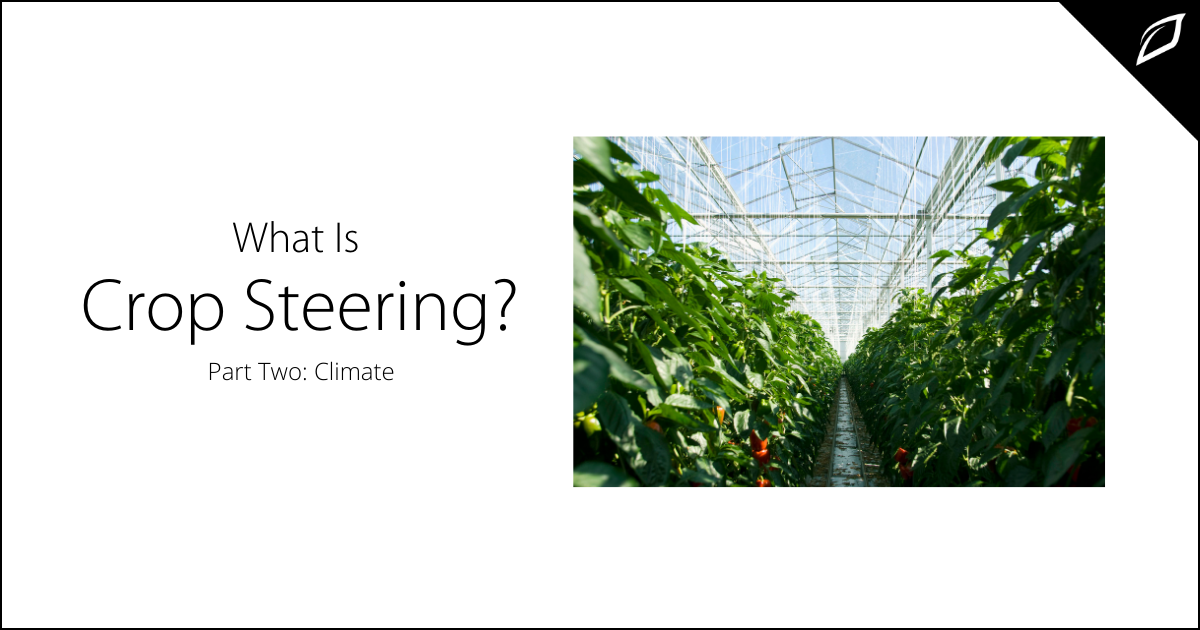 What Is Crop Steering? Part Two: Climate