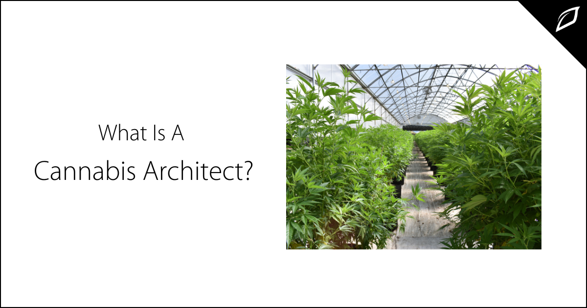 What is a Cannabis Architect? | Cannabis Facility Design | Growlink