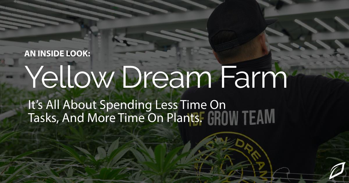 Growlink Customer Spotlight Yellow Dream Farm | Growlink