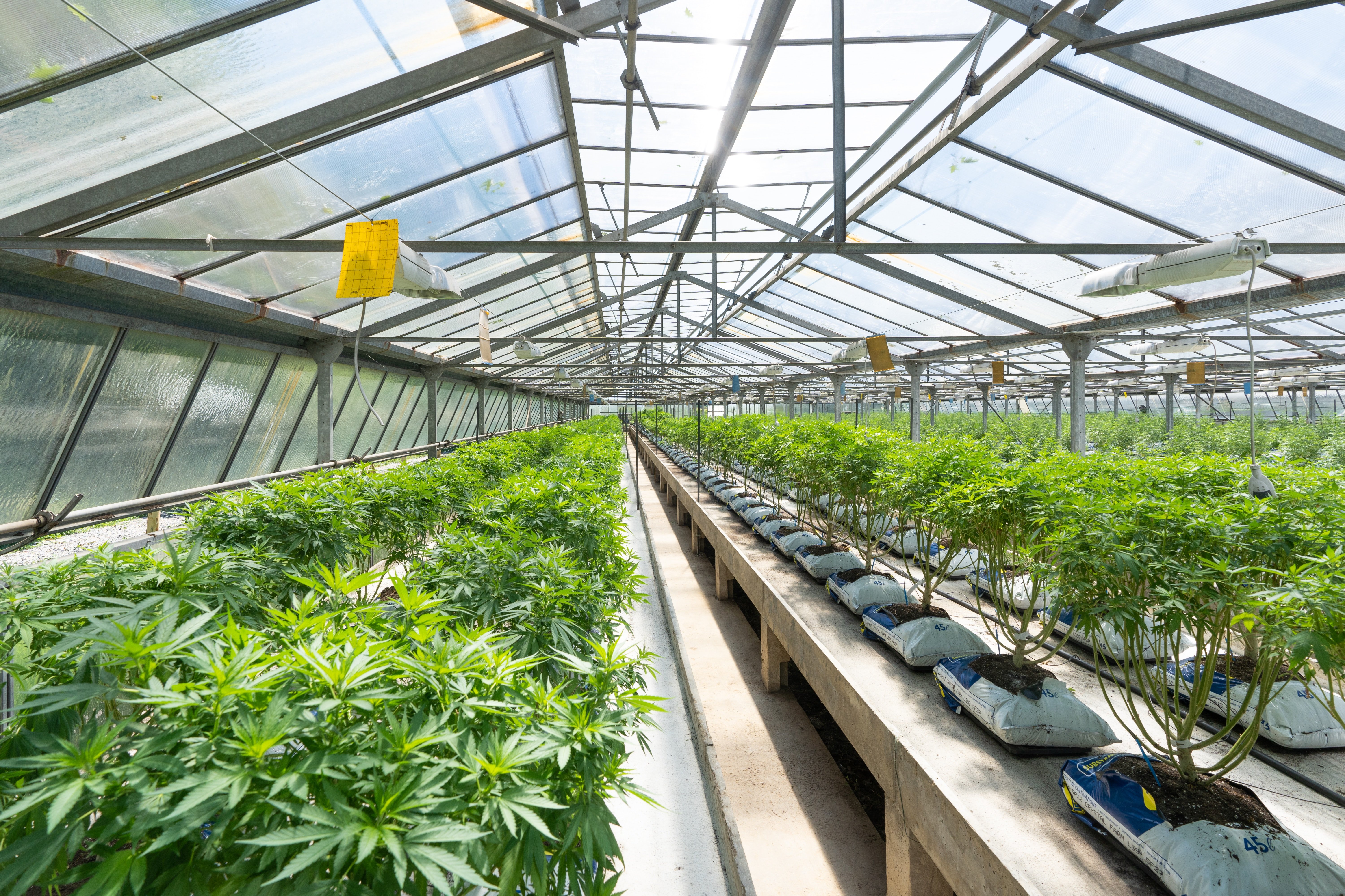 Harnessing the Sun - How To Maximize Light in Greenhouse Grows