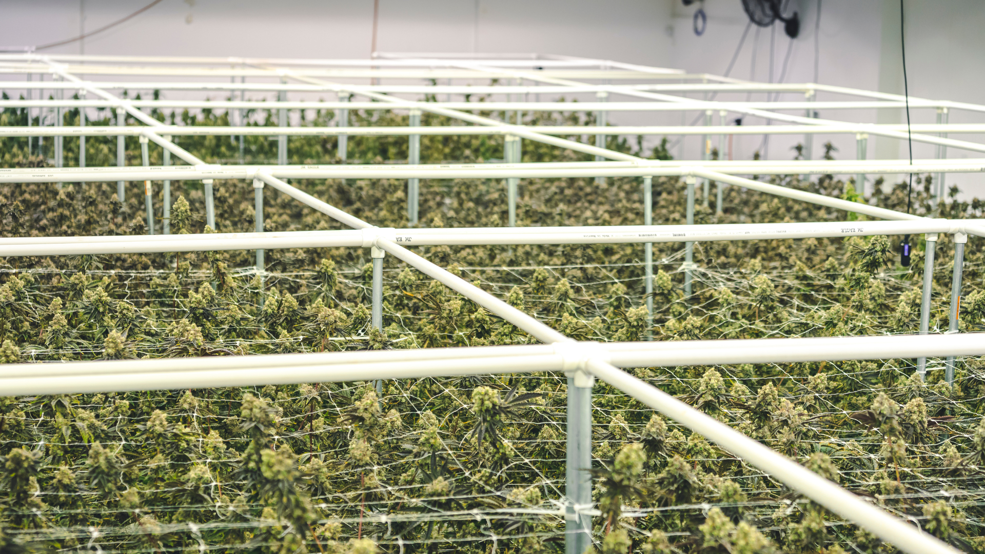 5 Mistakes Commercial Growers Make (and How to Avoid Them)